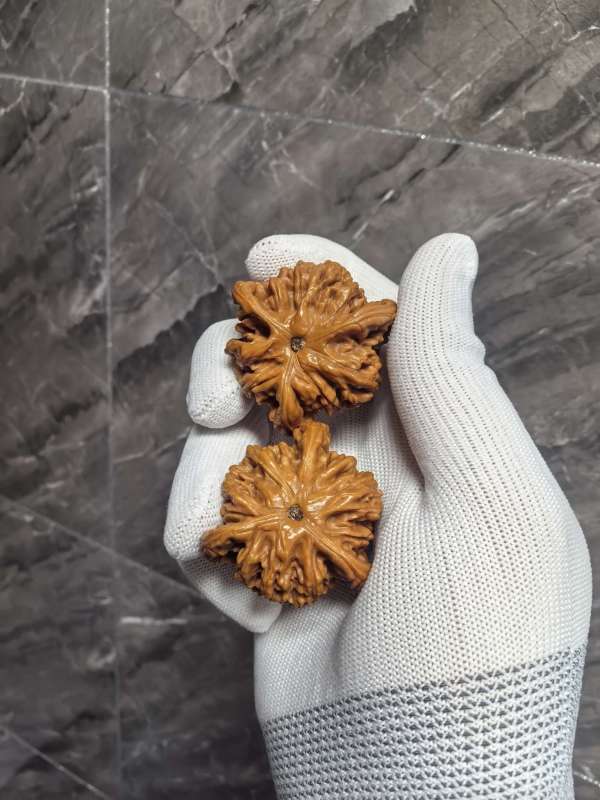 古玩雜項桃核虎頭奔真品鑒賞圖
