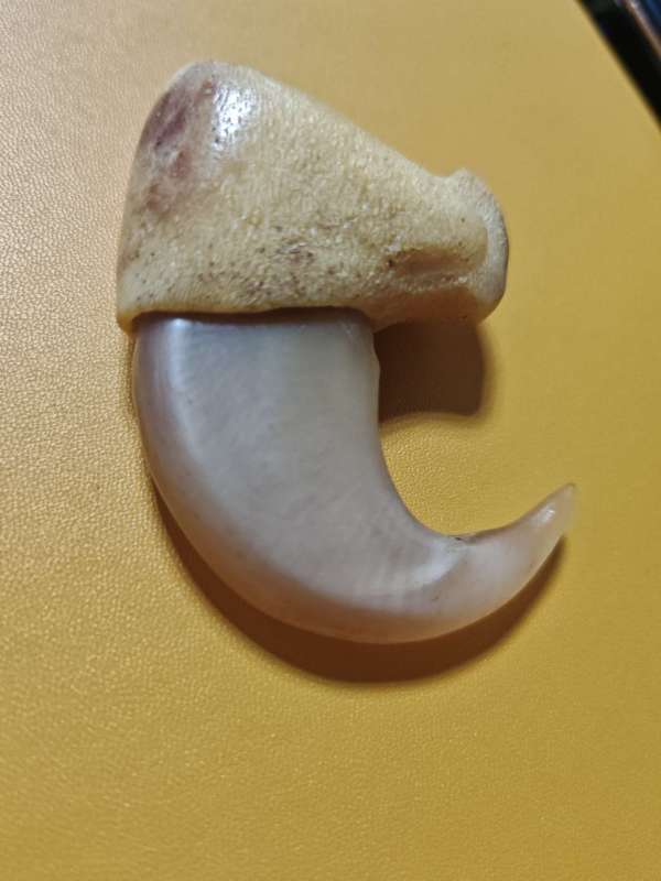 古玩雜項虎爪真品鑒賞圖