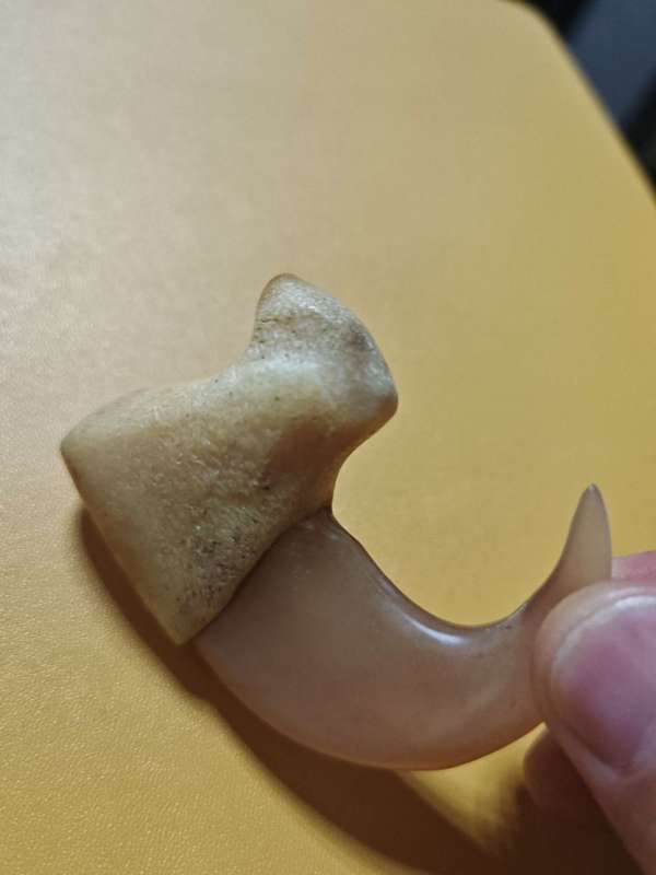 古玩雜項虎爪真品鑒賞圖