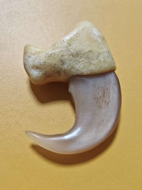 古玩雜項虎爪真品鑒賞圖