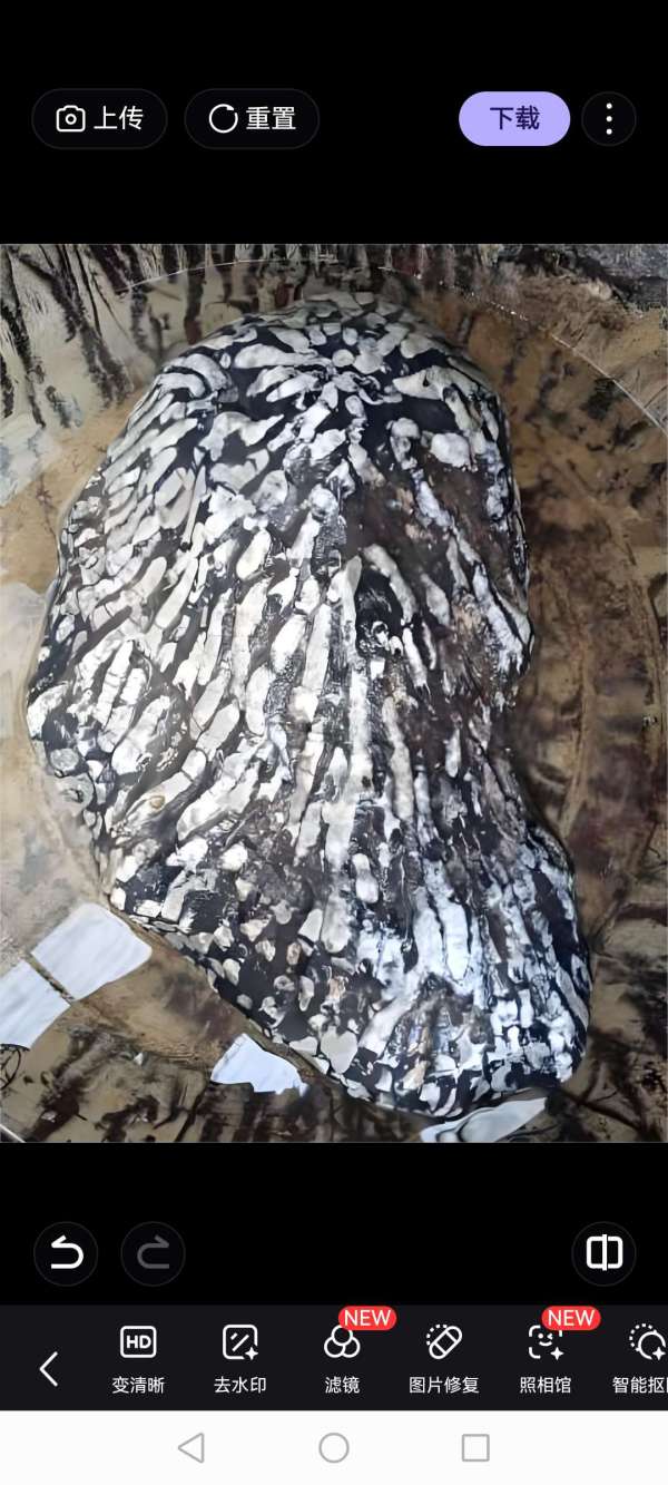 古玩珊瑚蟲化石真品鑒賞圖