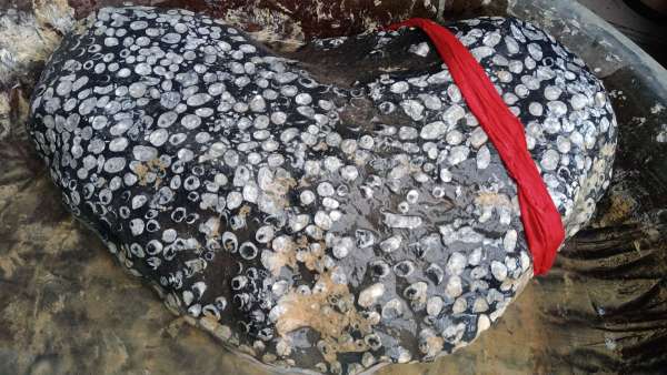 古玩雜項(xiàng)珊瑚蟲化石真品鑒賞圖