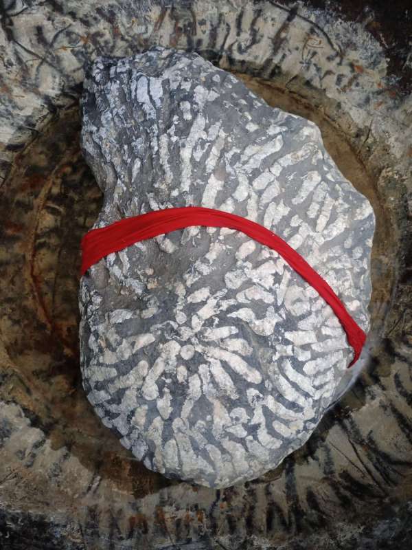 古玩雜項(xiàng)珊瑚蟲化石真品鑒賞圖